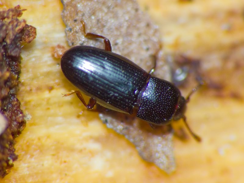 Cerylon histeroides (Fabricius, 1792)